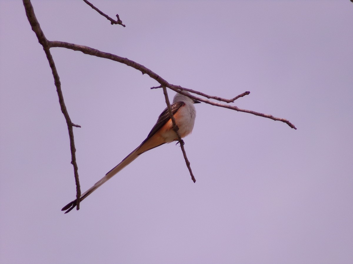Scissor-tailed Flycatcher - ML619771272
