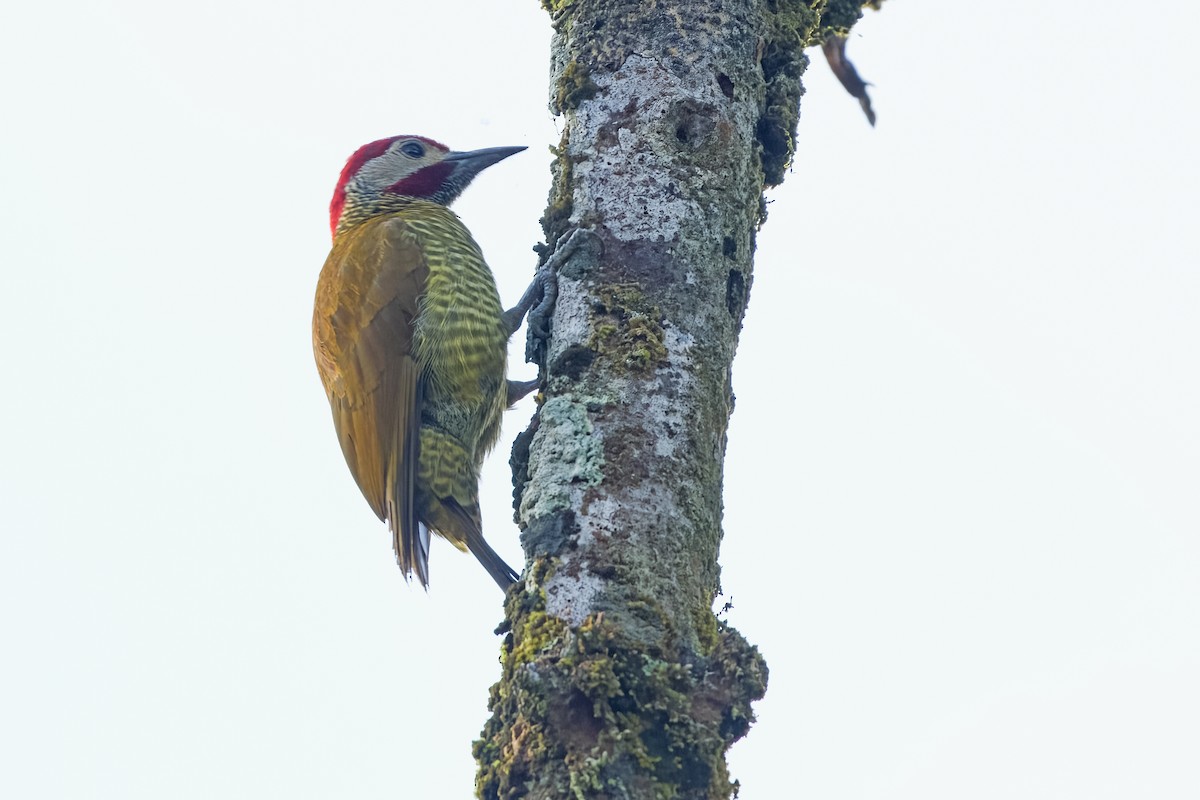 Golden-olive Woodpecker - ML619771288