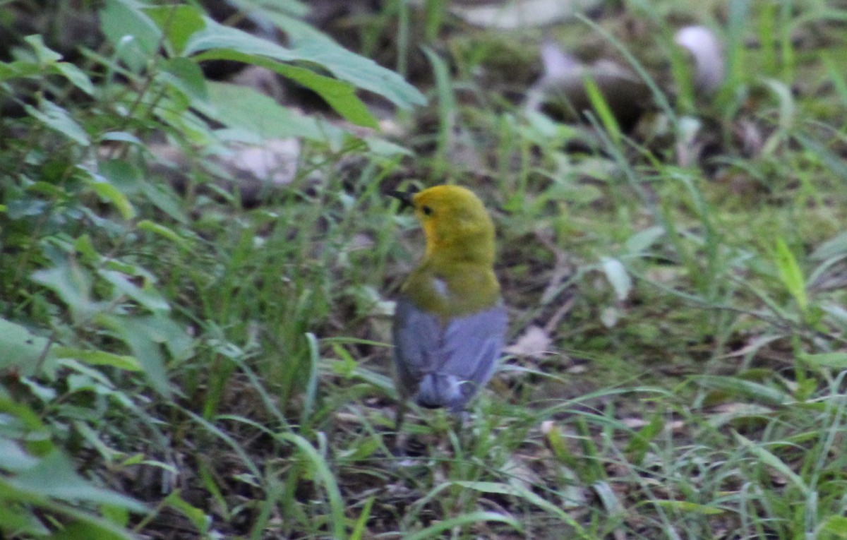 Prothonotary Warbler - ML619771294