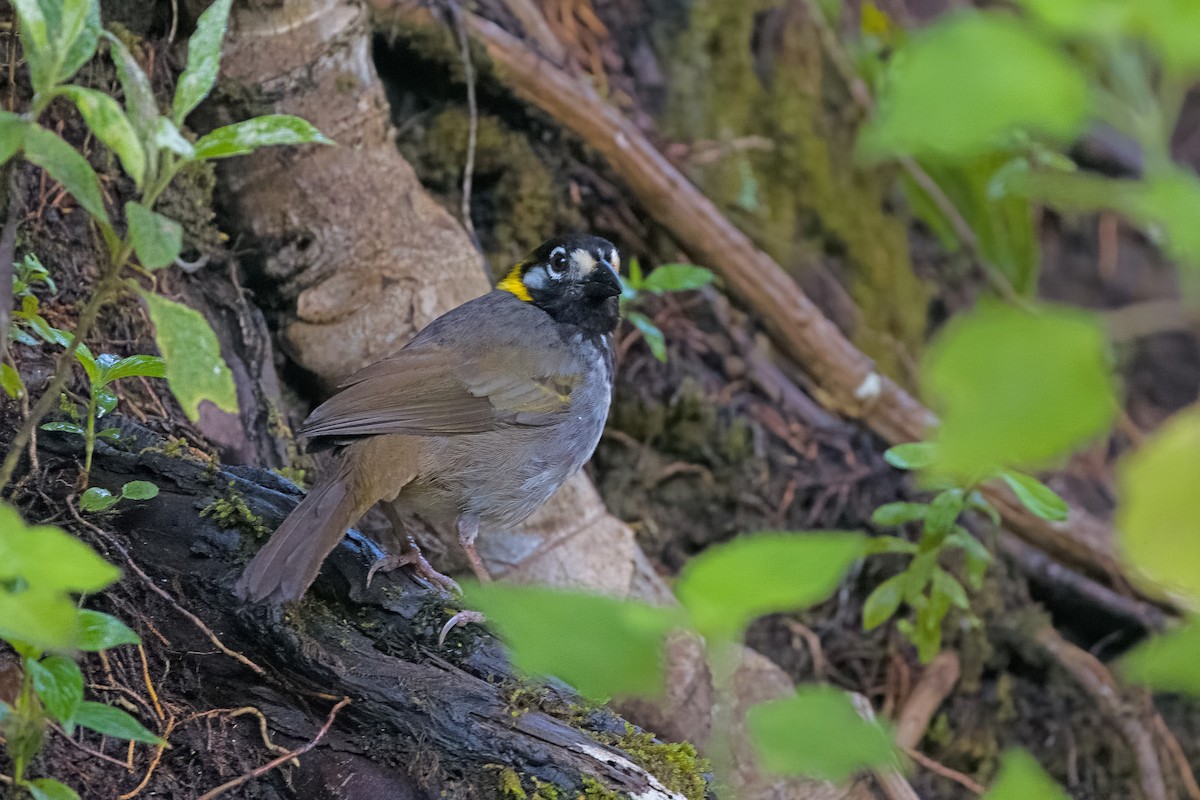 White-eared Ground-Sparrow - ML619771304