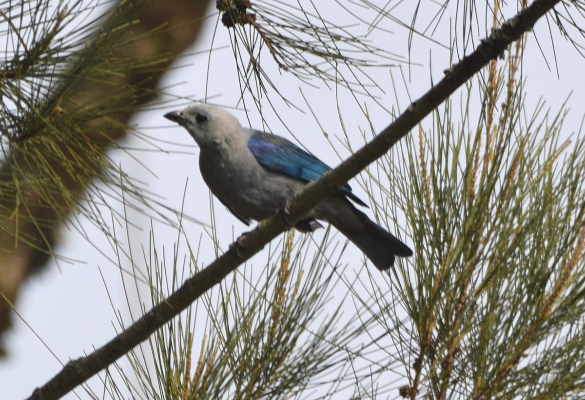 Blue-gray Tanager - ML619771408