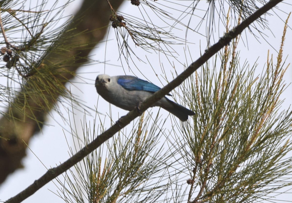 Blue-gray Tanager - ML619771409