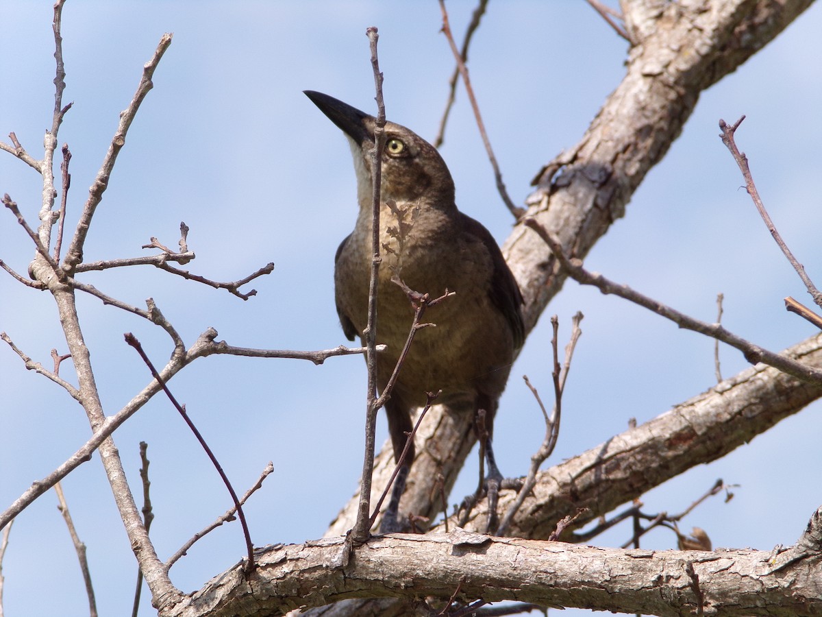 Great-tailed Grackle - ML619771429