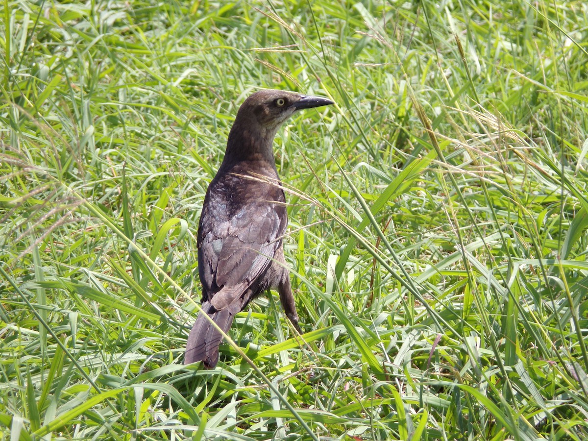 Great-tailed Grackle - ML619771432