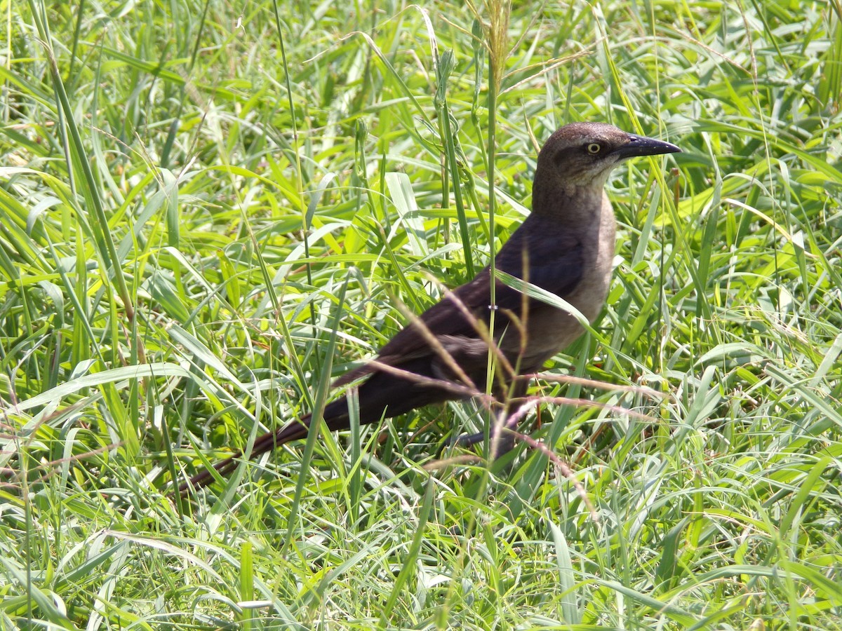 Great-tailed Grackle - ML619771433