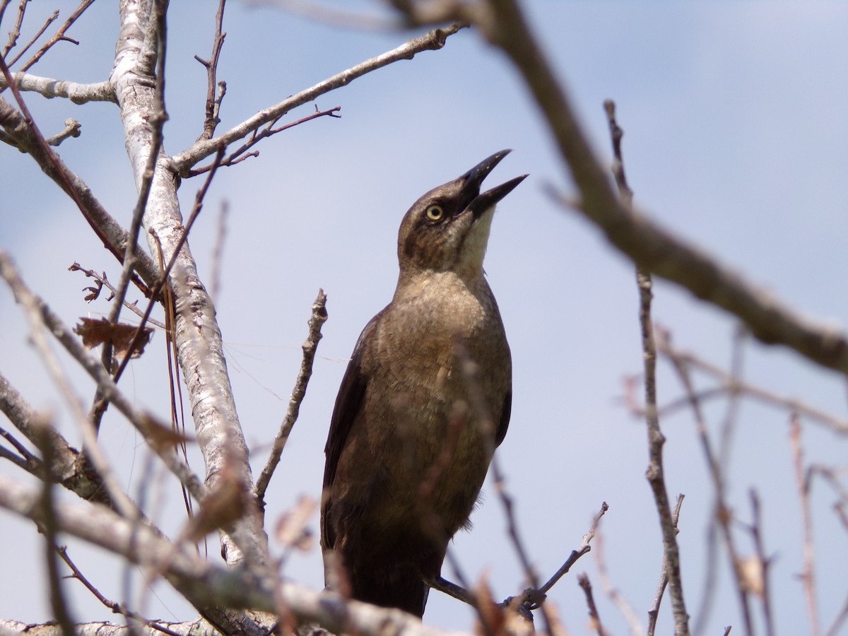 Great-tailed Grackle - ML619771435