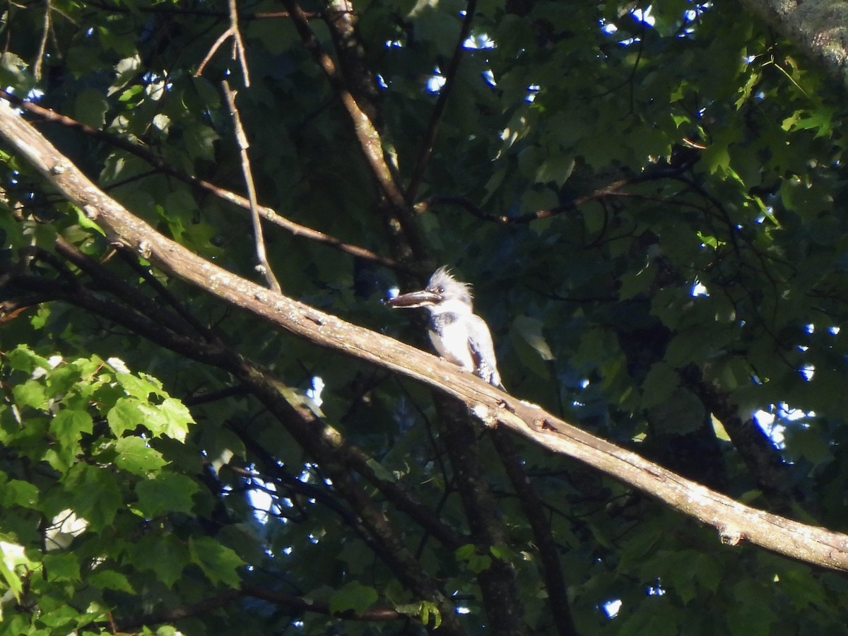 Belted Kingfisher - ML619771445