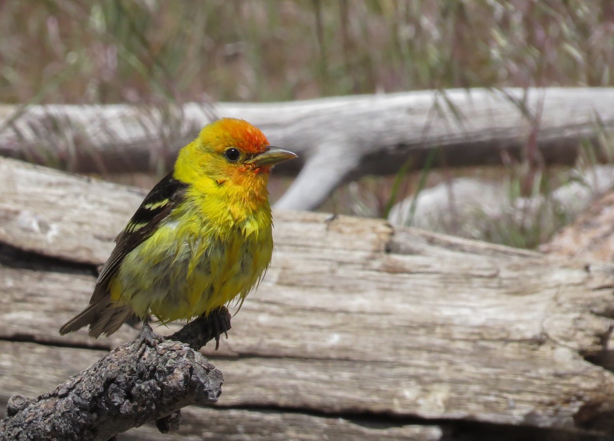 Western Tanager - ML619771499
