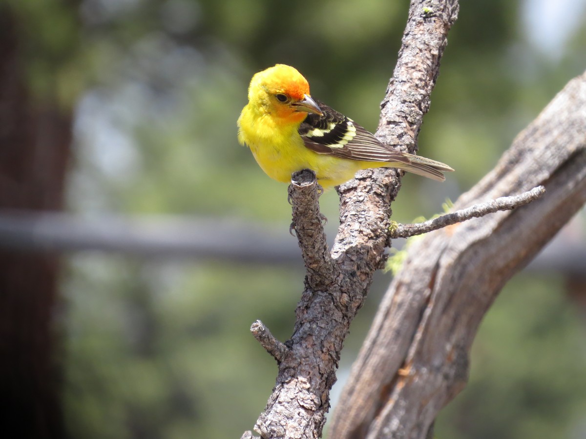 Western Tanager - ML619771500