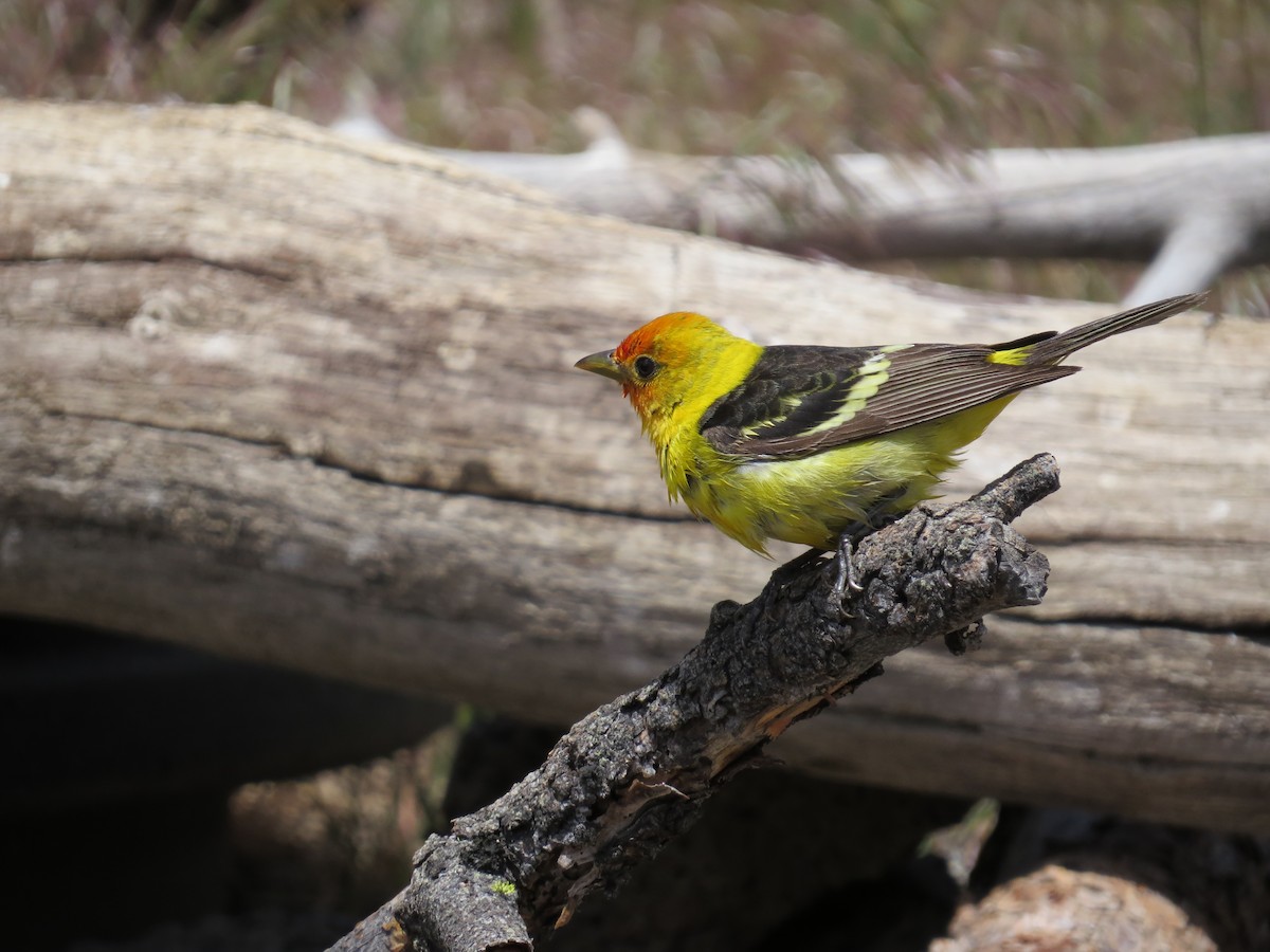 Western Tanager - ML619771501