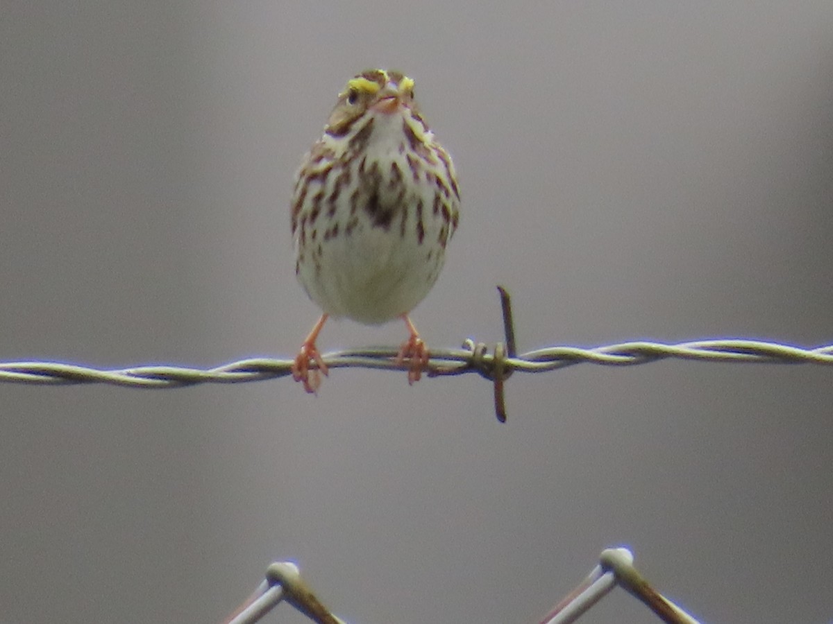 Savannah Sparrow - ML619771551