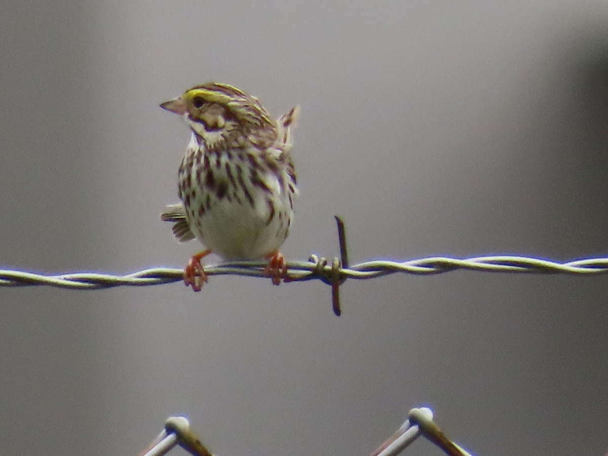 Savannah Sparrow - ML619771552