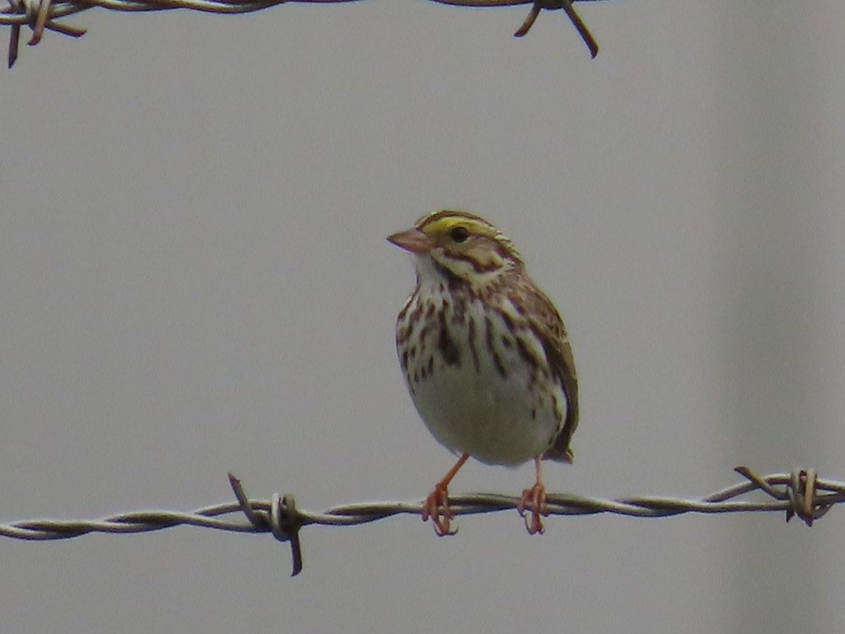 Savannah Sparrow - ML619771553