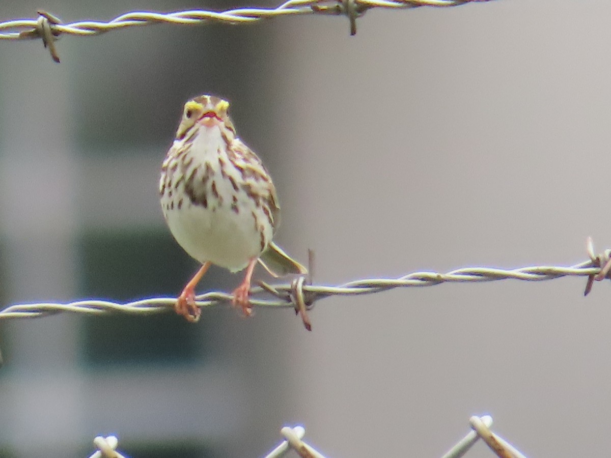 Savannah Sparrow - ML619771554
