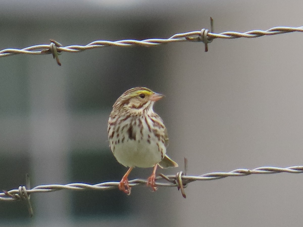 Savannah Sparrow - ML619771555