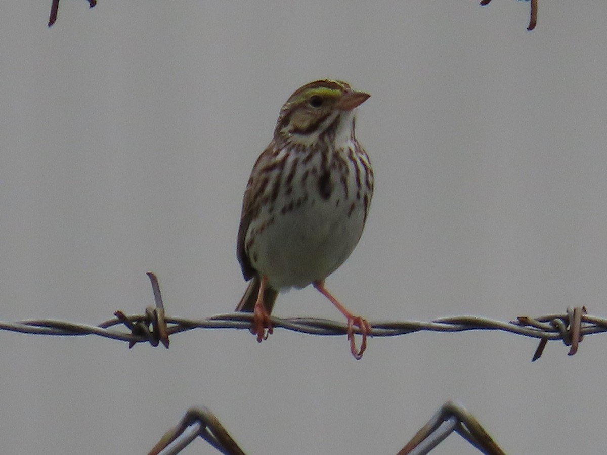 Savannah Sparrow - ML619771558