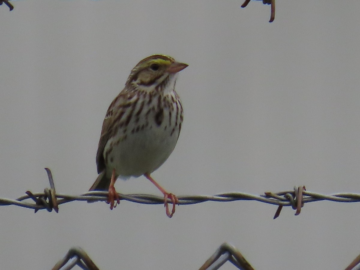 Savannah Sparrow - ML619771559
