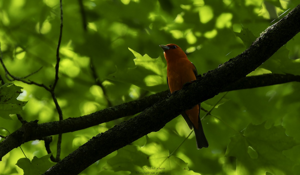 Scarlet Tanager - ML619771640