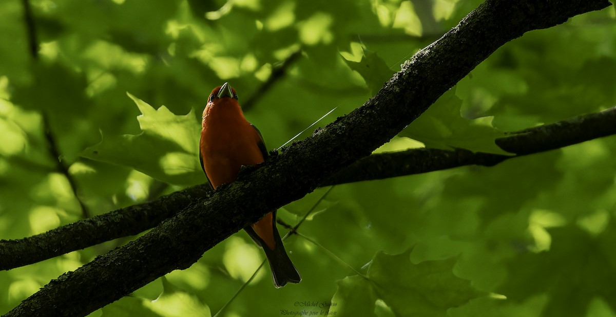 Scarlet Tanager - ML619771641