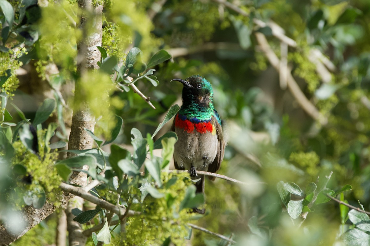 Southern Double-collared Sunbird - ML619771652