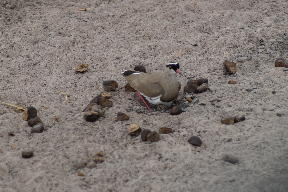 Crowned Lapwing - ML619771694