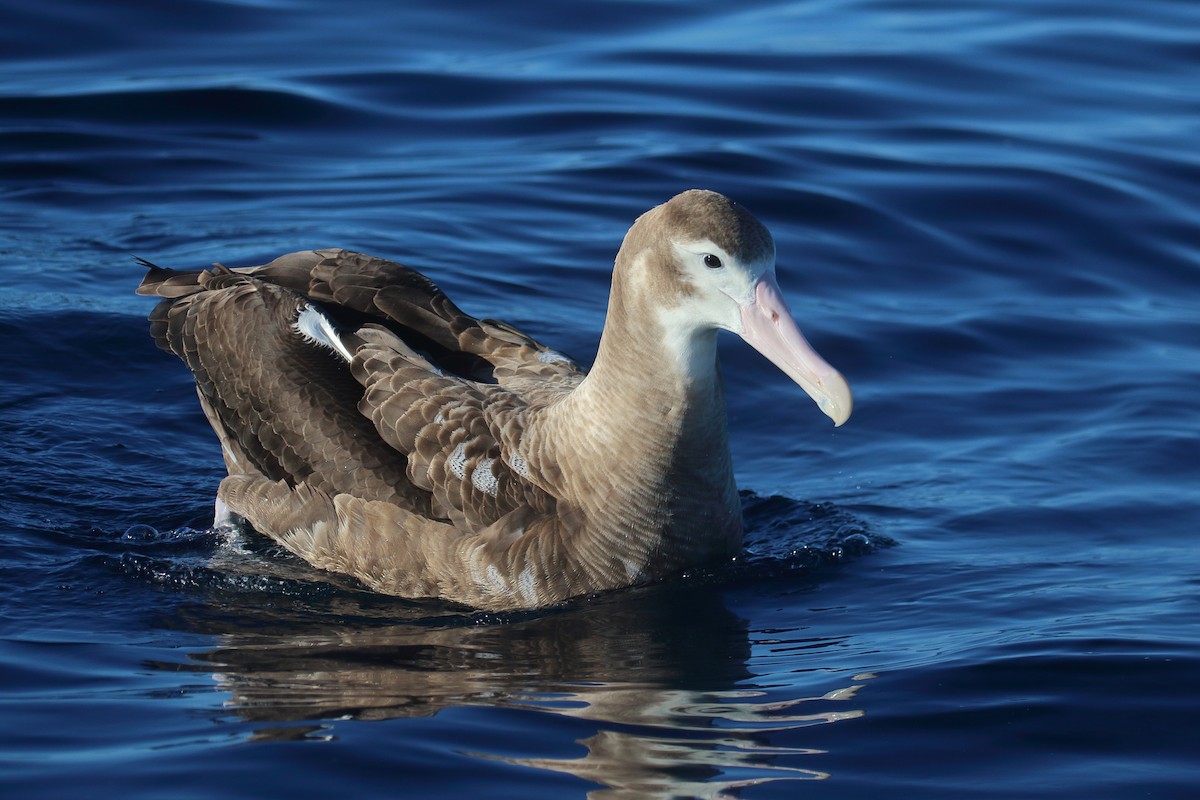 Albatros des Antipodes (gibsoni) - ML619771703