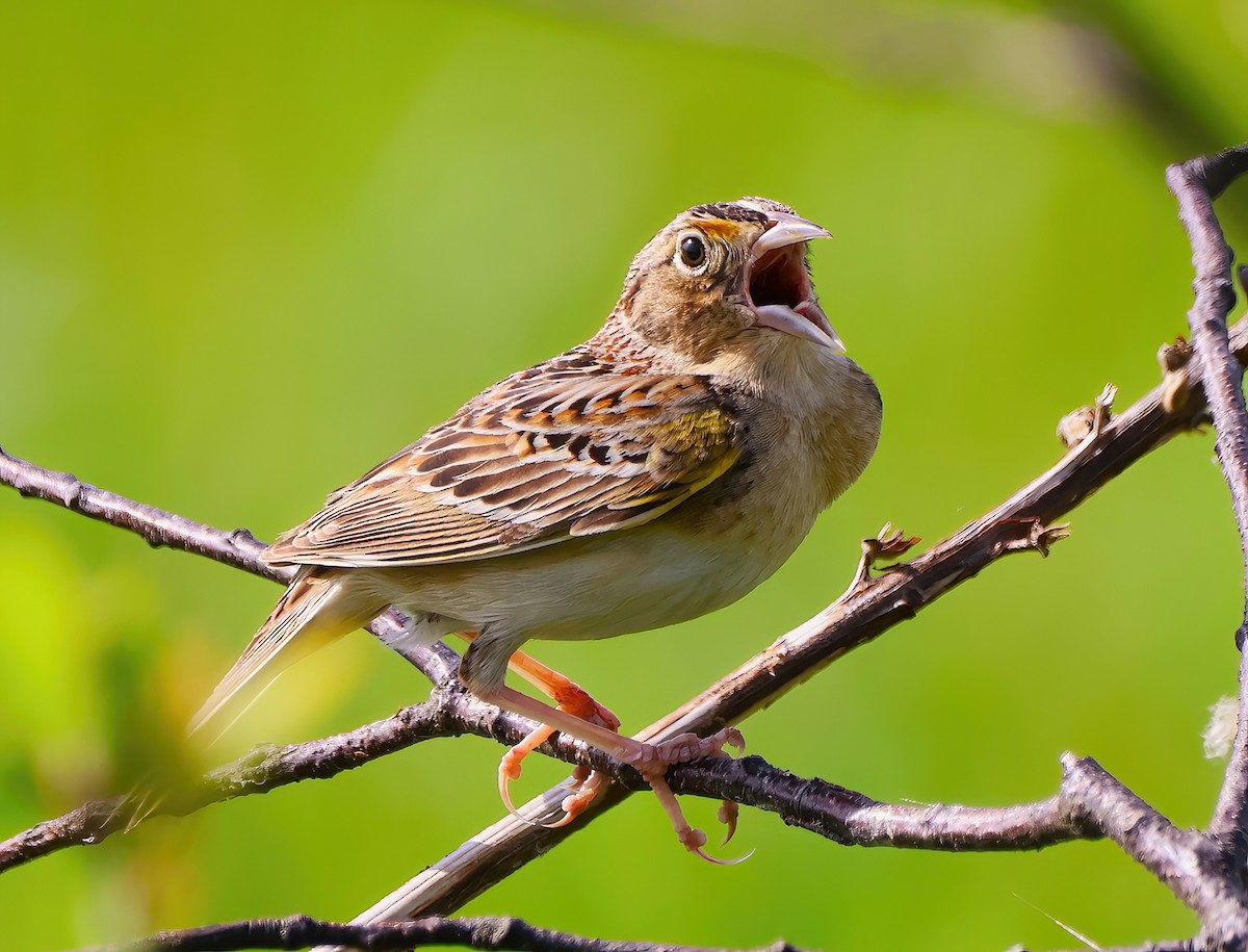Grasshopper Sparrow - ML619771711