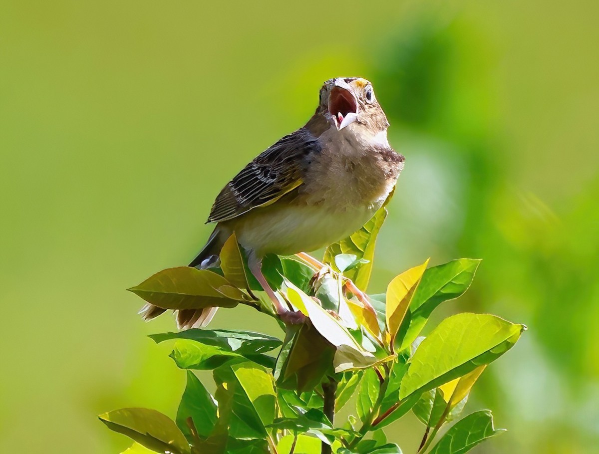 Grasshopper Sparrow - ML619771714