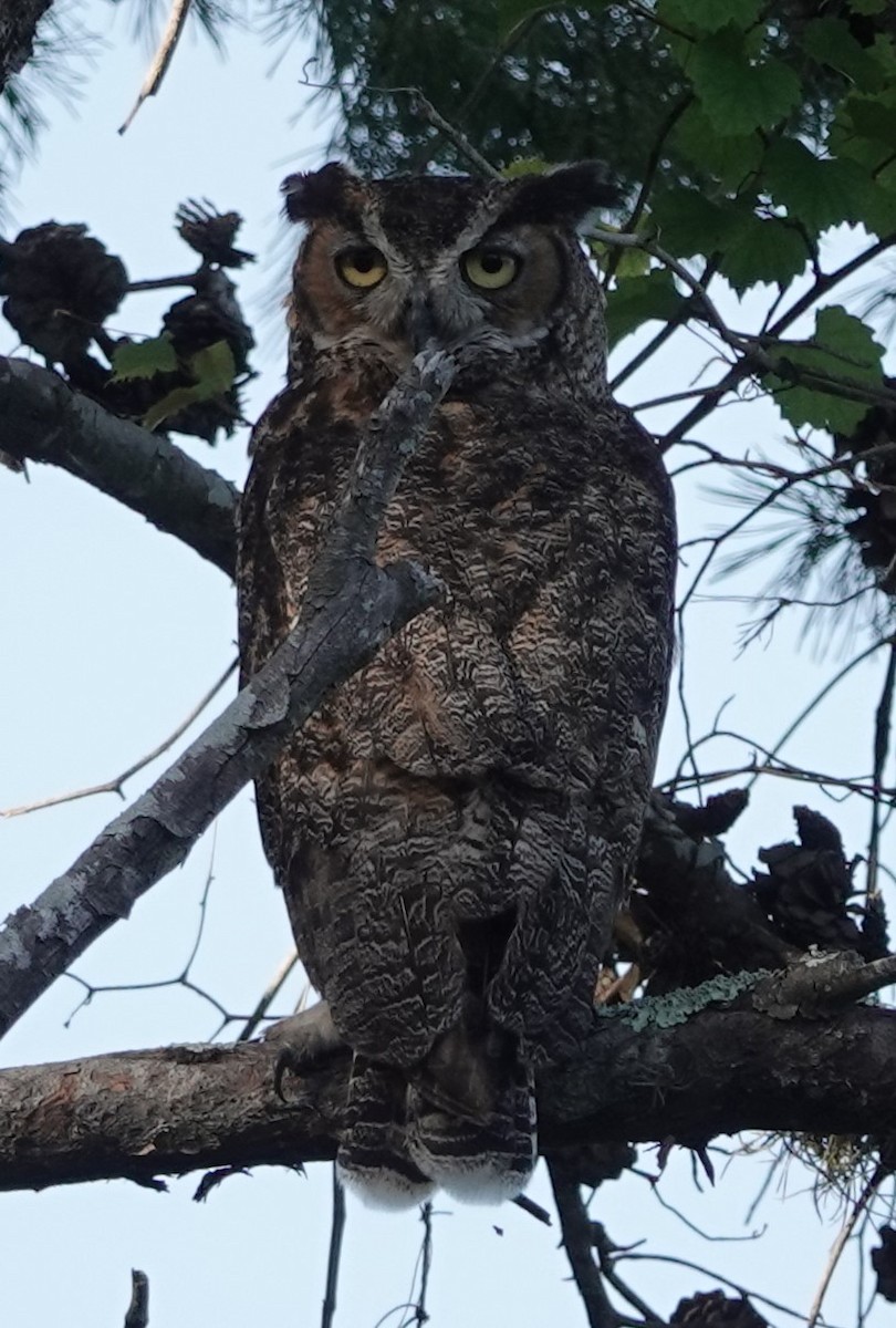 Great Horned Owl - ML619771729