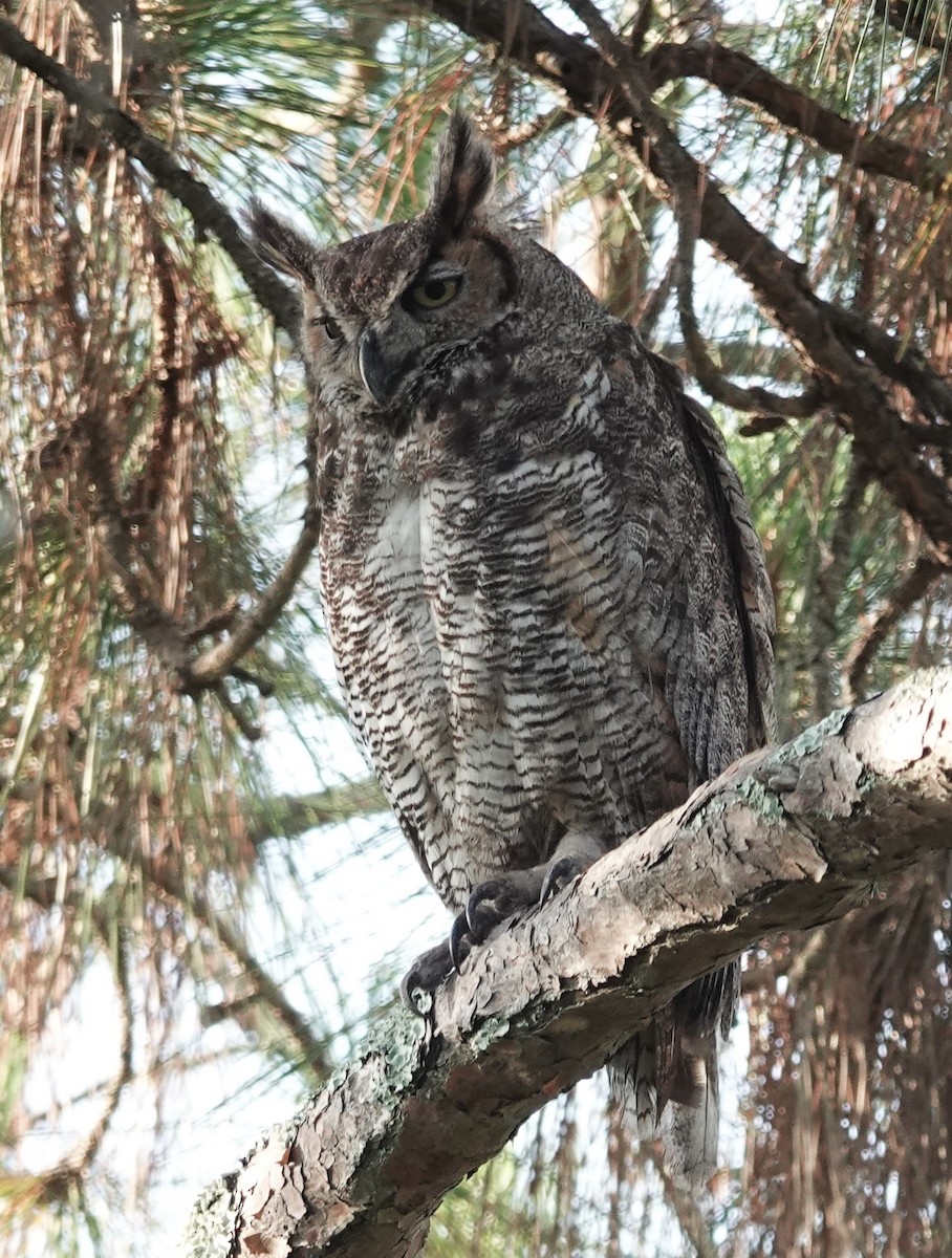 Great Horned Owl - ML619771730