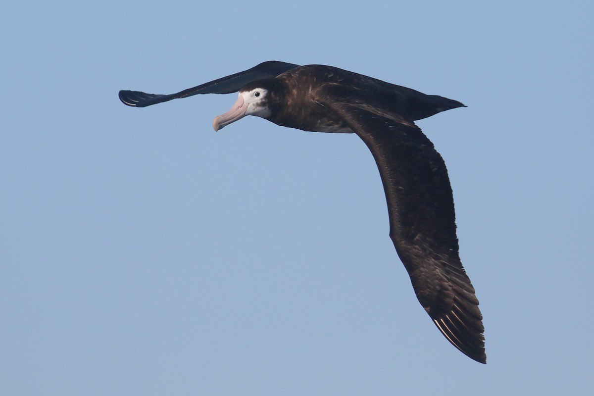 Albatros des Antipodes (gibsoni) - ML619771745