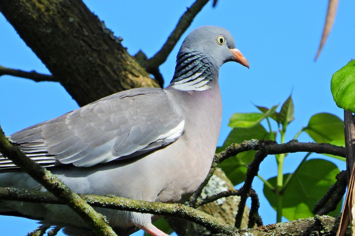 Common Wood-Pigeon - ML619771793