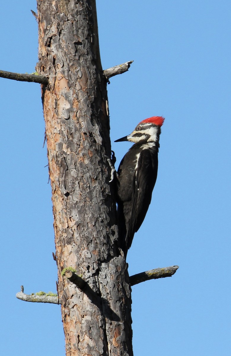 Pileated Woodpecker - ML619771805