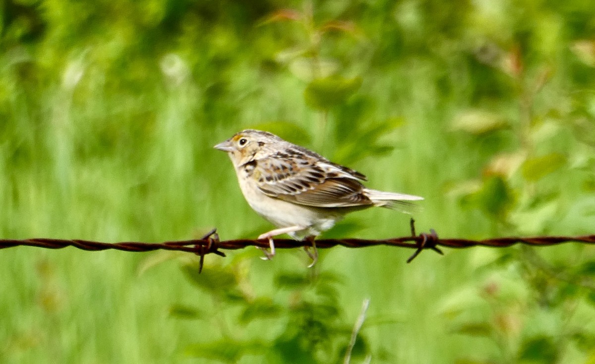 Grasshopper Sparrow - ML619771825