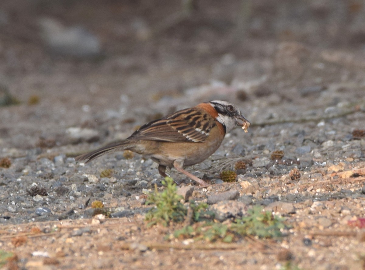 Rufous-collared Sparrow - ML619771826