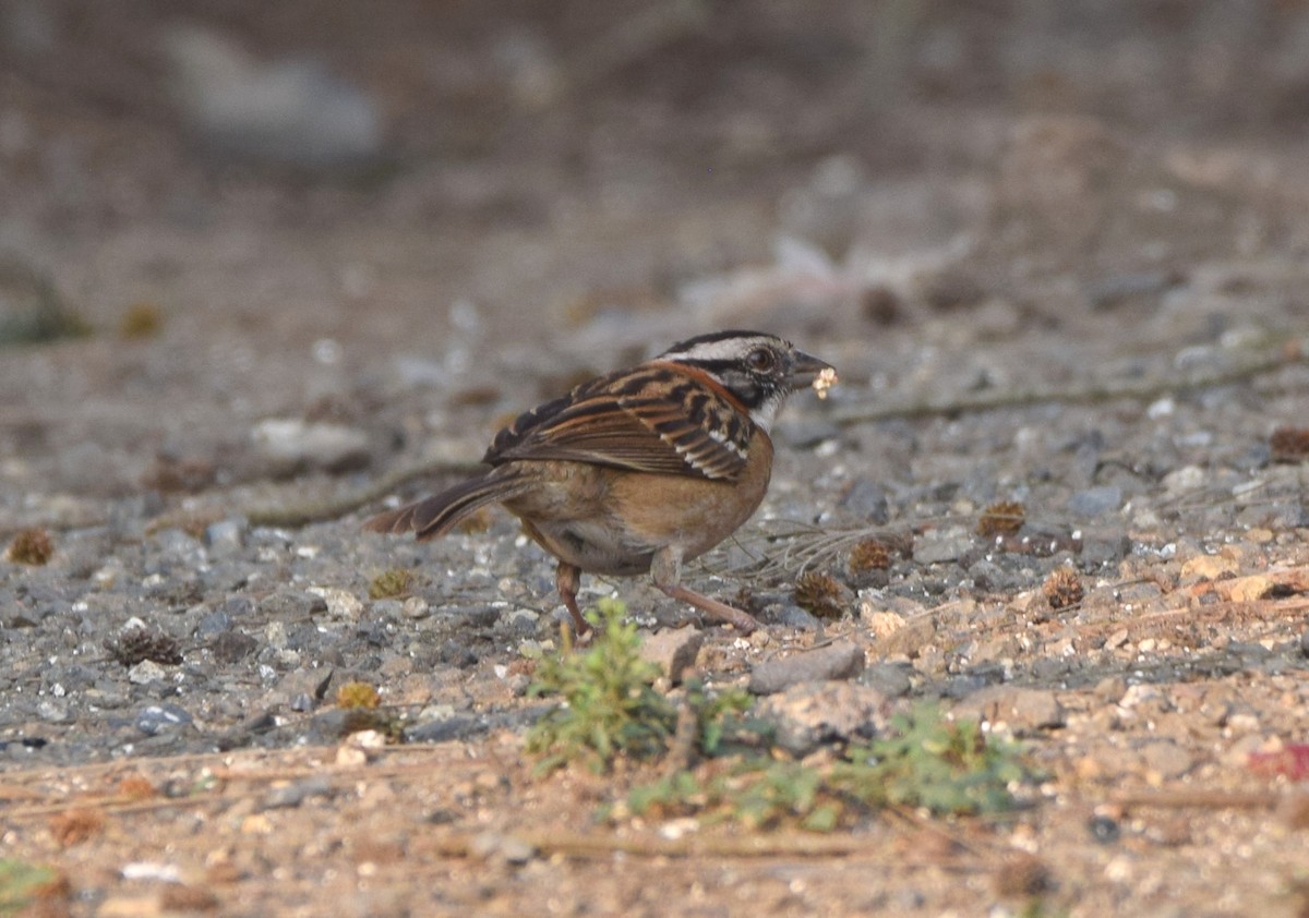 Rufous-collared Sparrow - ML619771827