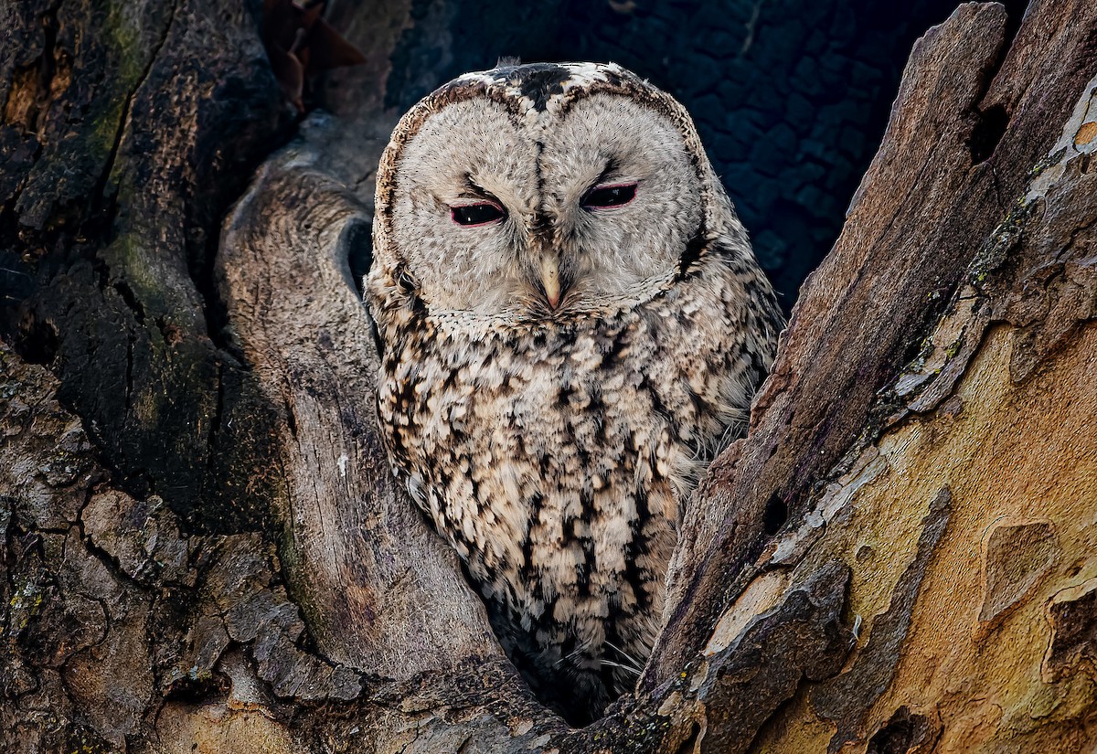 Tawny Owl - ML619771833