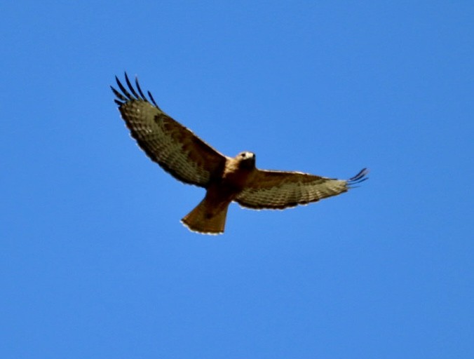 Red-tailed Hawk - ML619771847