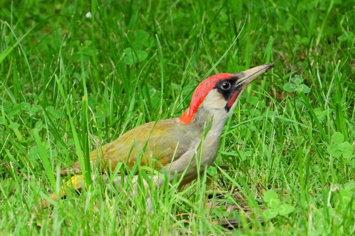 Eurasian Green Woodpecker - ML619771861