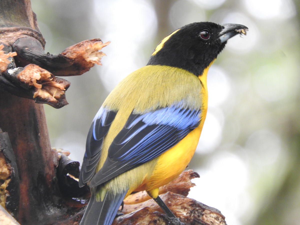 Black-chinned Mountain Tanager - ML619771922