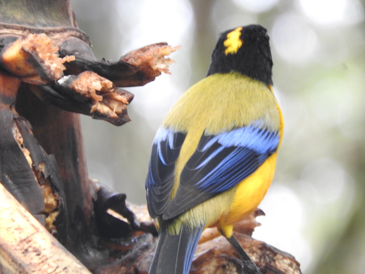 Black-chinned Mountain Tanager - ML619771924