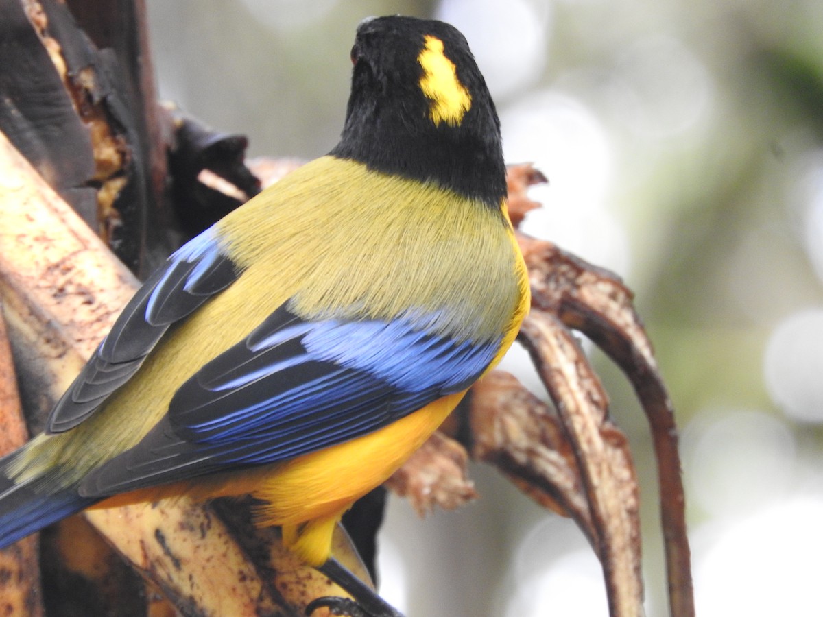 Black-chinned Mountain Tanager - ML619771926