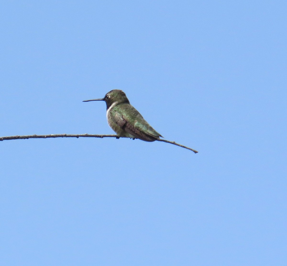 Black-chinned Hummingbird - ML619771935