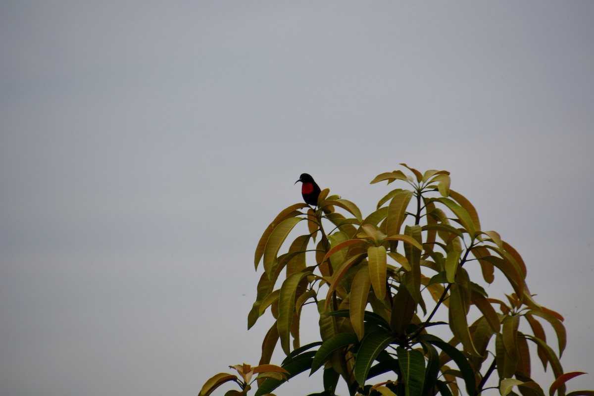 Scarlet-chested Sunbird - ML619771966