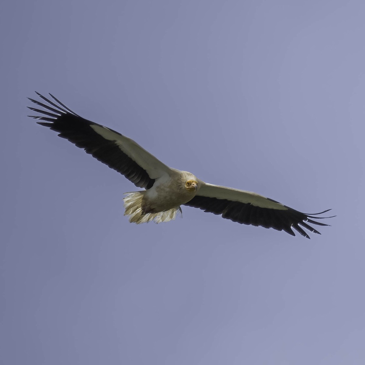 Egyptian Vulture - ML619771995