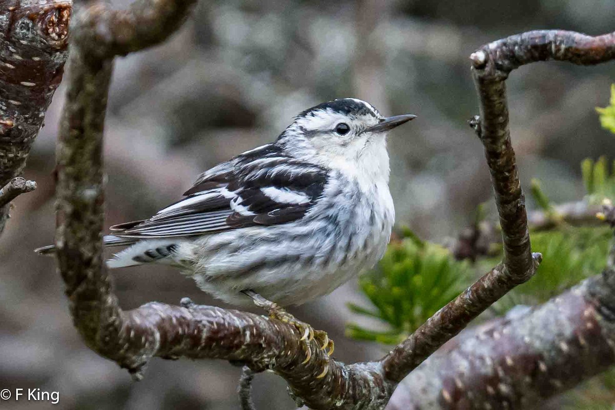 Black-and-white Warbler - ML619772120