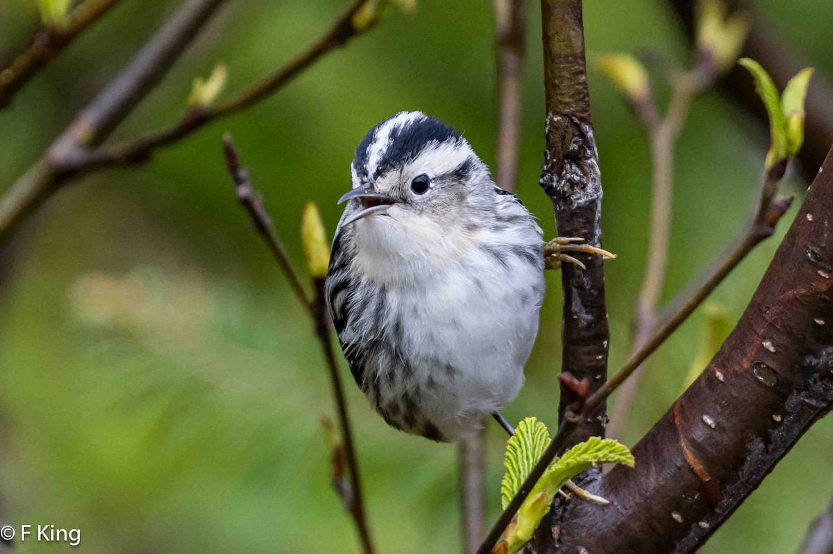 Black-and-white Warbler - ML619772121