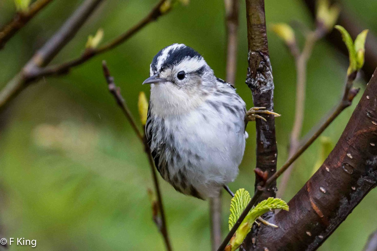 Black-and-white Warbler - ML619772122