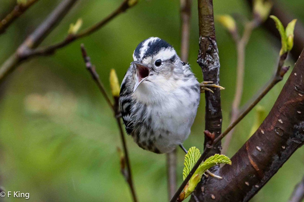 Black-and-white Warbler - ML619772123