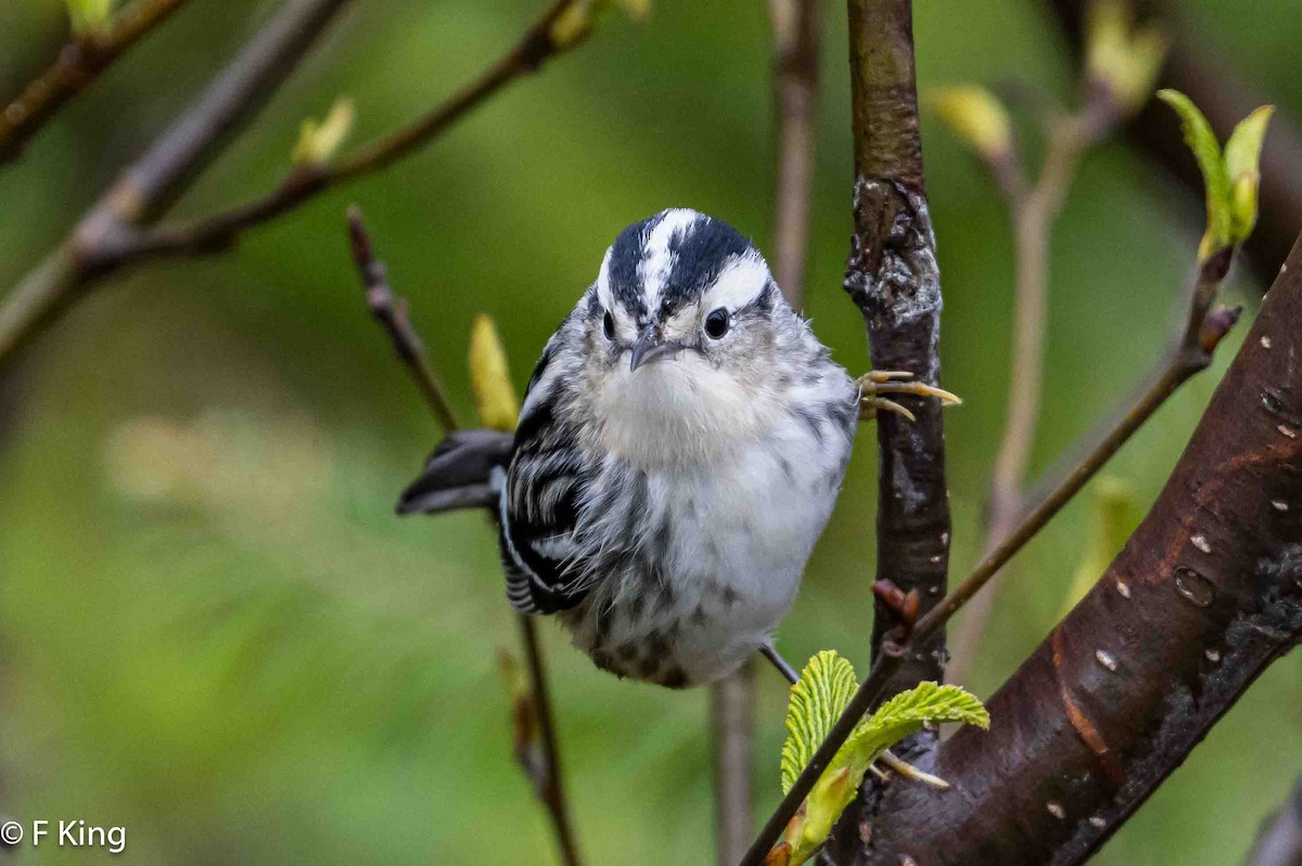 Black-and-white Warbler - ML619772124